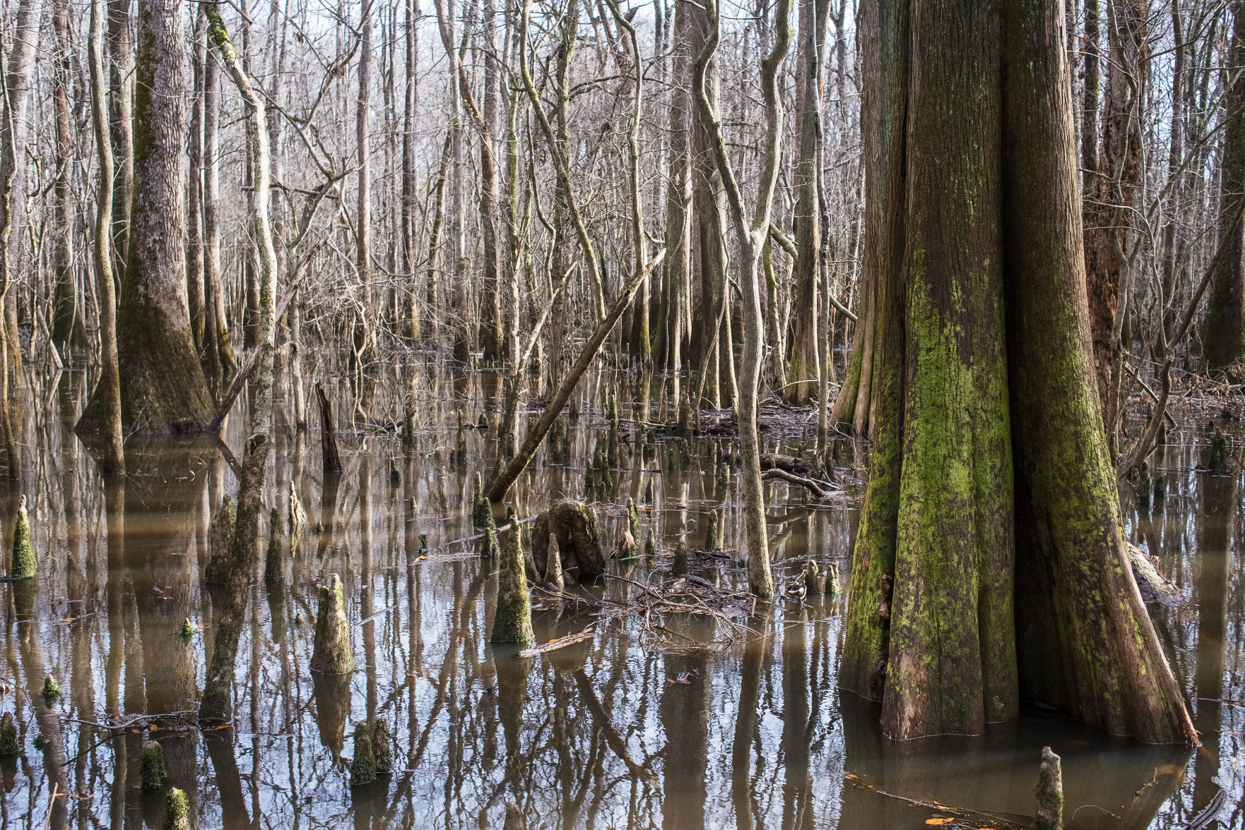 Congaree National Park